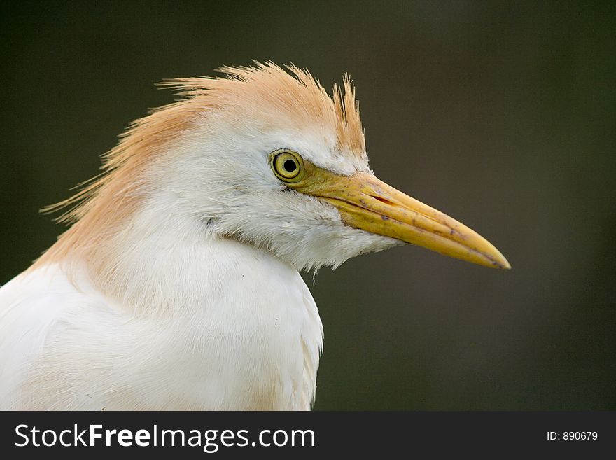 Cattle Egret, Florida, Us, Birds