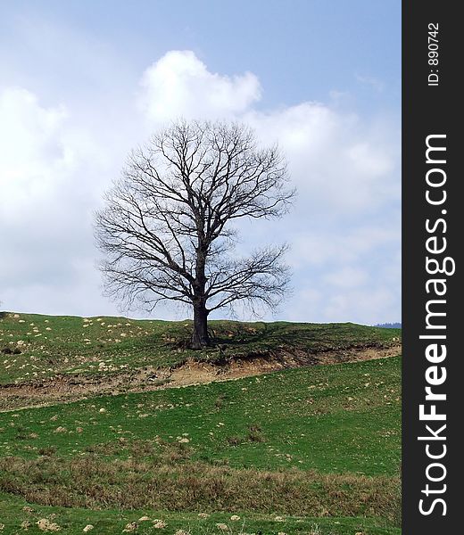 A lonely tree, in a mountainous area. A lonely tree, in a mountainous area
