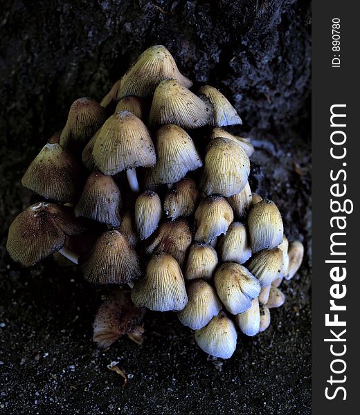 Tree mushrooms grown near ground