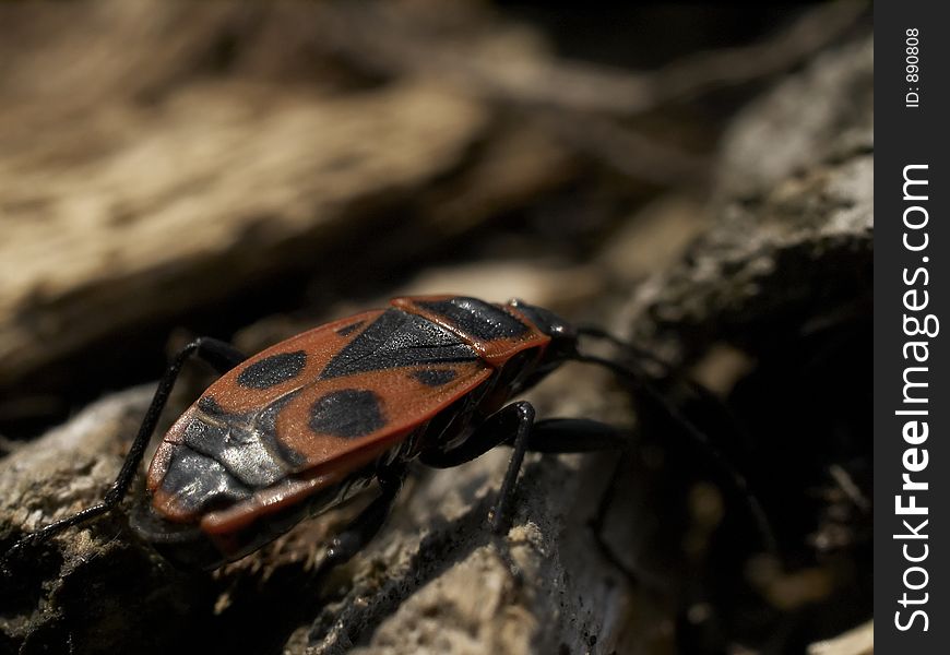 Milkweed Bug Close Up