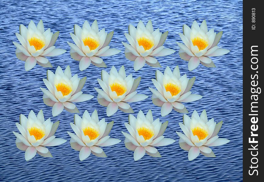 Bunch Of Water Lily