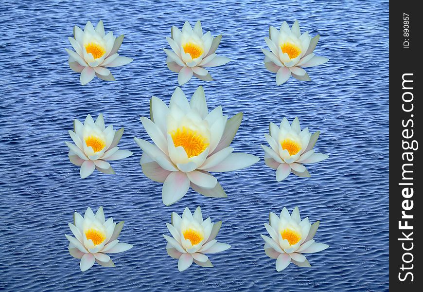 Bunch of water lily on blue water. Bunch of water lily on blue water