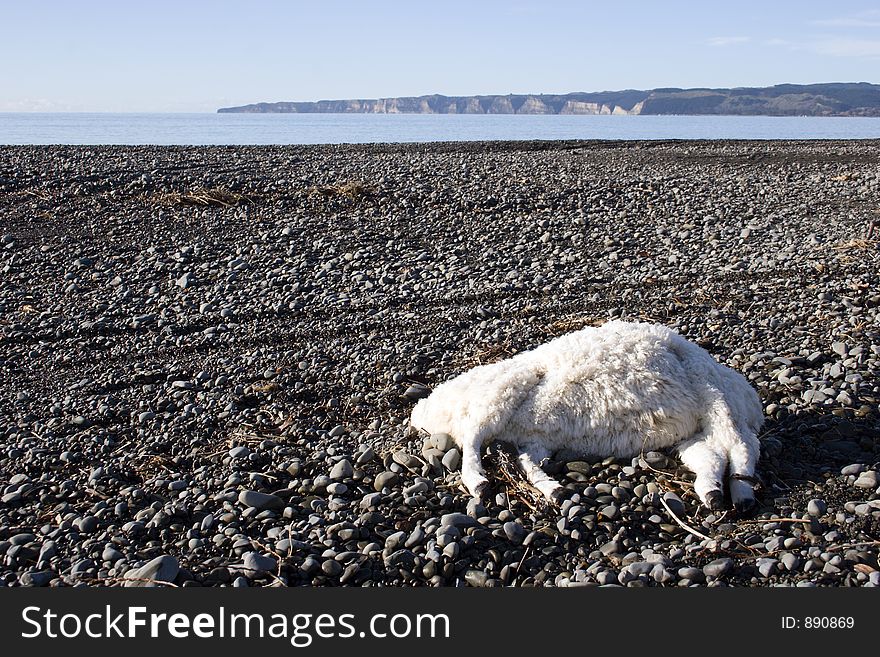 A dead sheep laying on the rverbank. Cape Kidnappers in the background. Hawke's Bay, New Zealand. A dead sheep laying on the rverbank. Cape Kidnappers in the background. Hawke's Bay, New Zealand