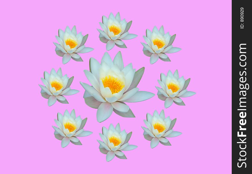 Water lily on pink background. Water lily on pink background