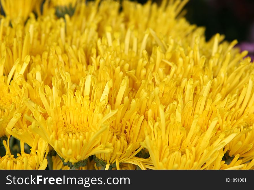 Yellow spider chrysanthemums, useful as a background. Yellow spider chrysanthemums, useful as a background