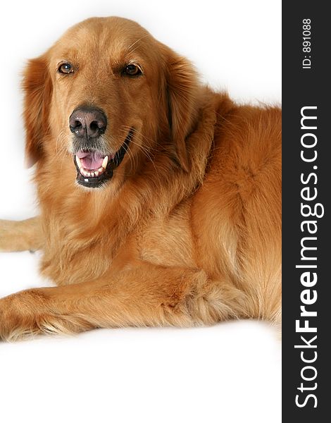 Golden Retriever