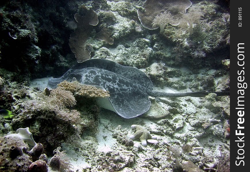 Also known as Marble Ray. Also known as Marble Ray