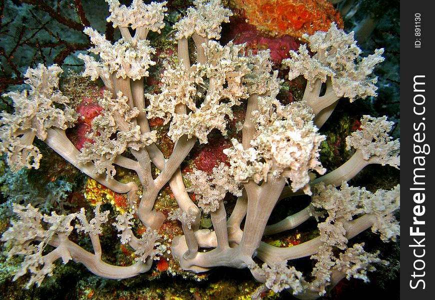 Detail of a soft coral species