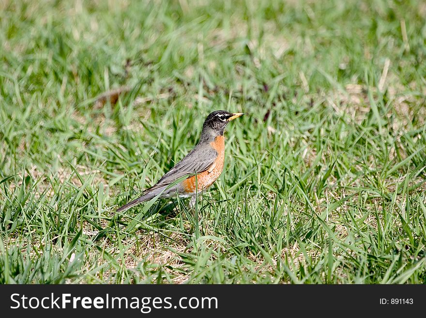 Bird In Grass