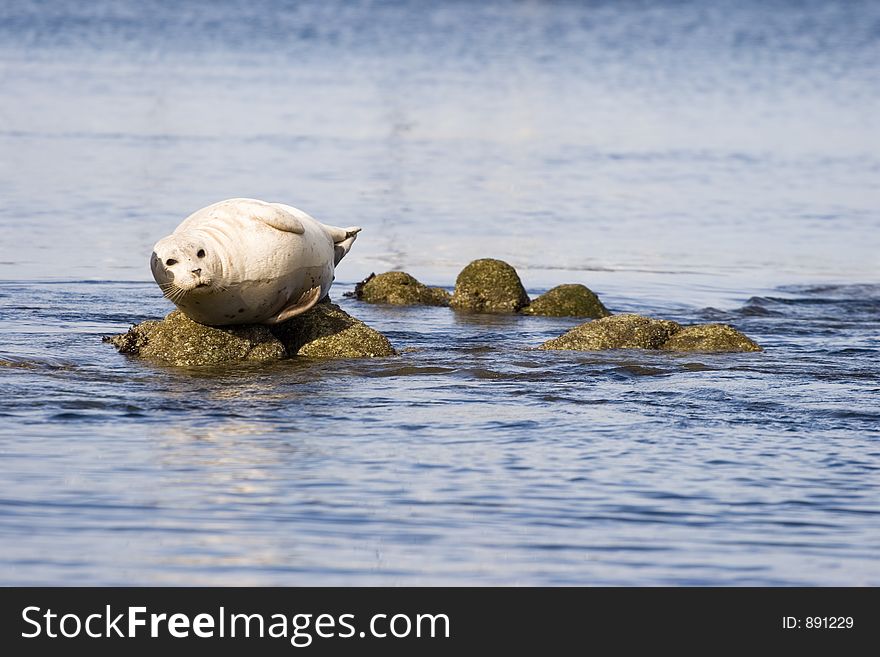 Seal on rocks