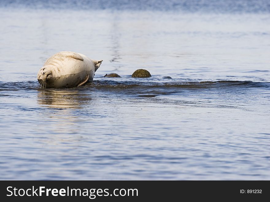 Seal on rocks