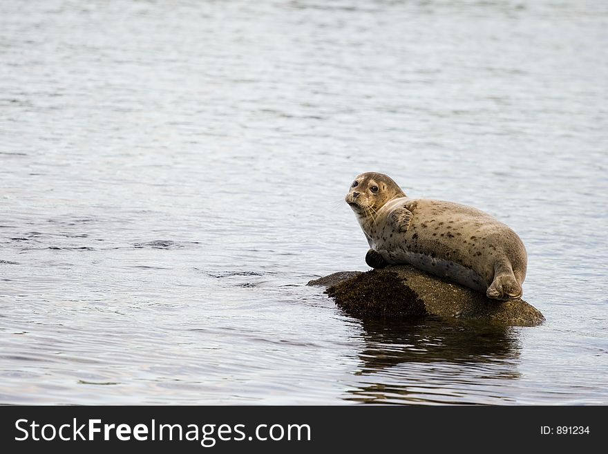 Seal On Rocks