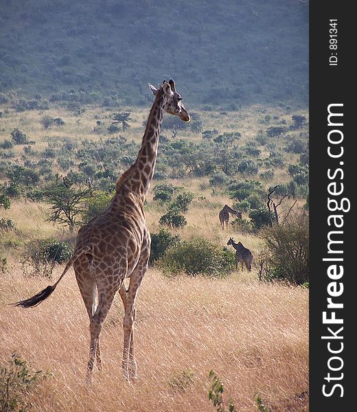 Giraffes grazing, africa