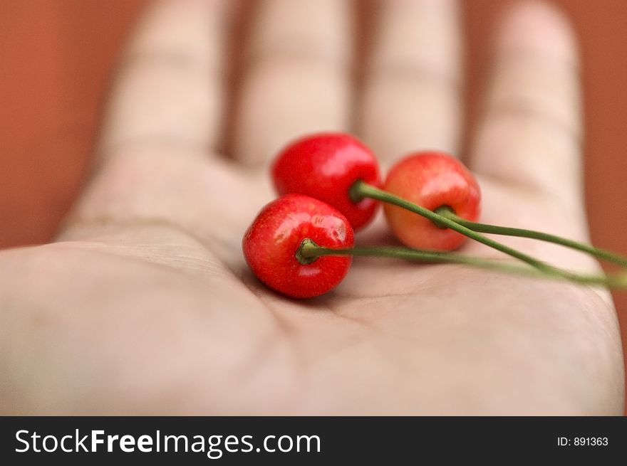 Red berries and green stems