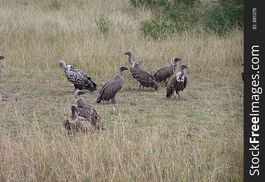 Vultures, africa