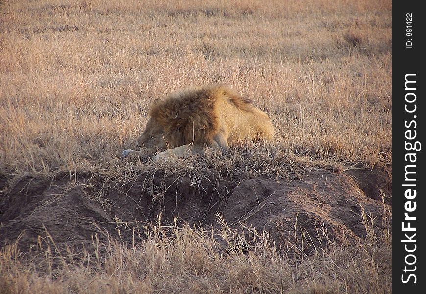 Lion sleeping,africa