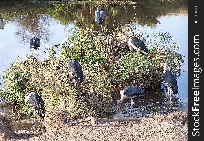 Marabu Storks