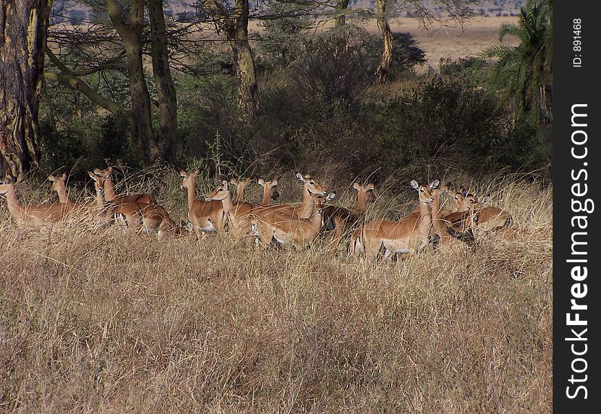 Impala, africa