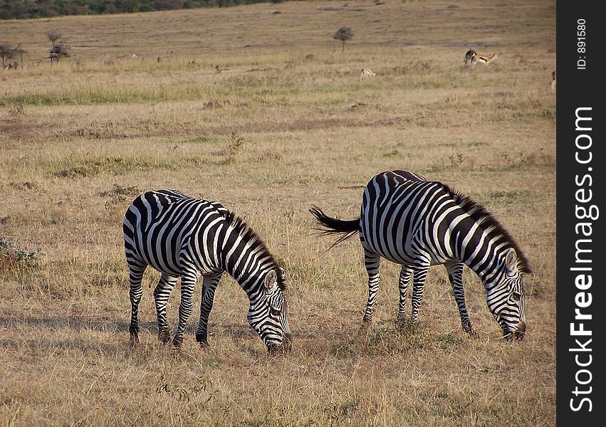 Zebras, africa