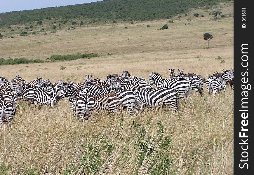 Zebras, africa