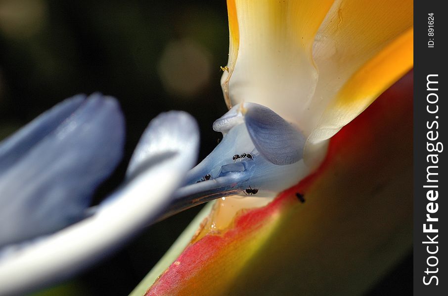 Macro of ants collecting nectar ina bird of paradise flower. Macro of ants collecting nectar ina bird of paradise flower