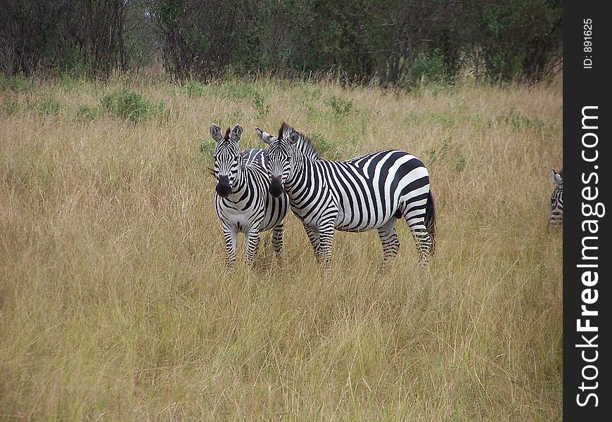 Zebras, africa