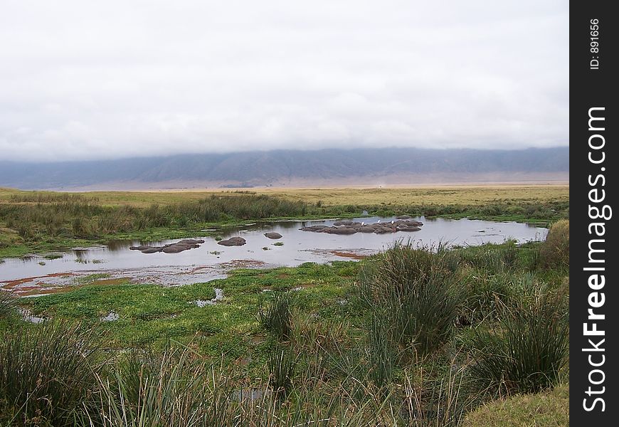 Hippos, africa