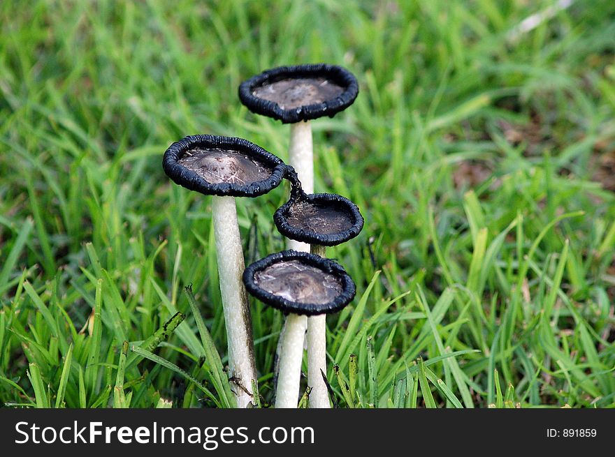 Close-up of a group of decaying and poisonous looking toadstools. Close-up of a group of decaying and poisonous looking toadstools