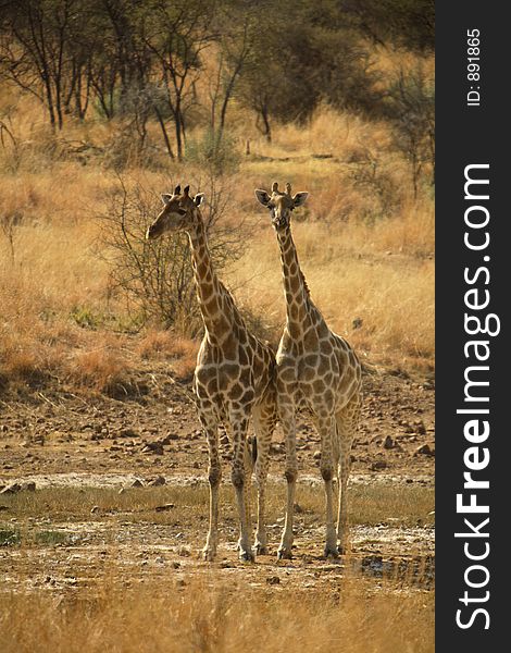 Two giraffe, Pilanesburg National Park, South Africa. Two giraffe, Pilanesburg National Park, South Africa