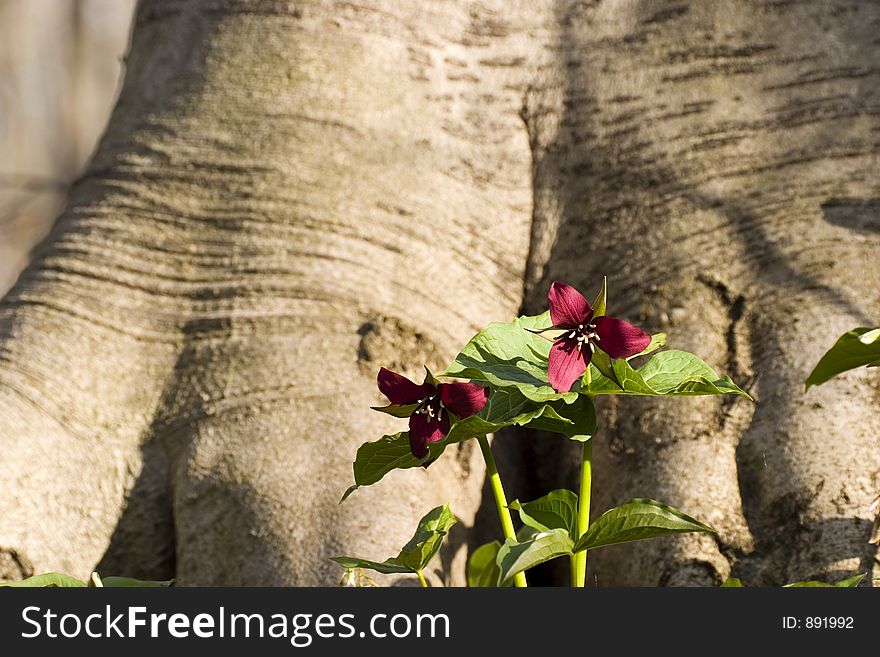 A group of red trilliums growing at the base of a large maple tree. A group of red trilliums growing at the base of a large maple tree