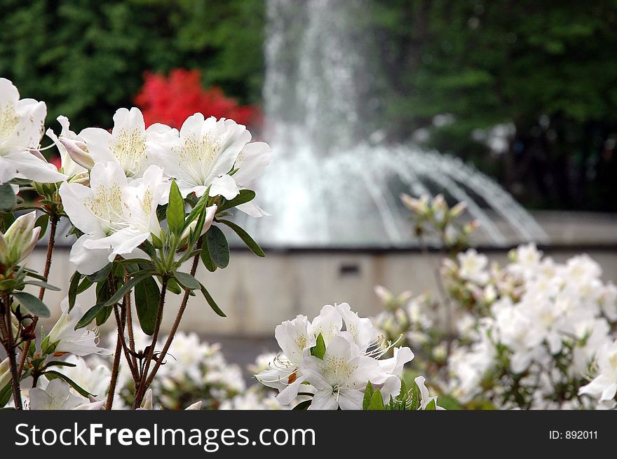 Fountan and white flowers. Fountan and white flowers