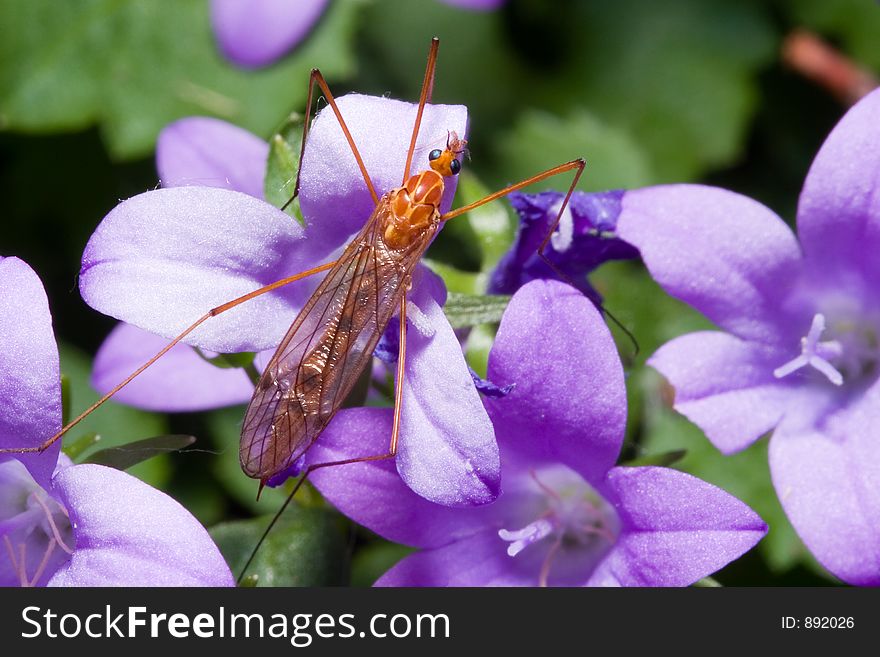 Close up of an insect resting on some flowers. Close up of an insect resting on some flowers