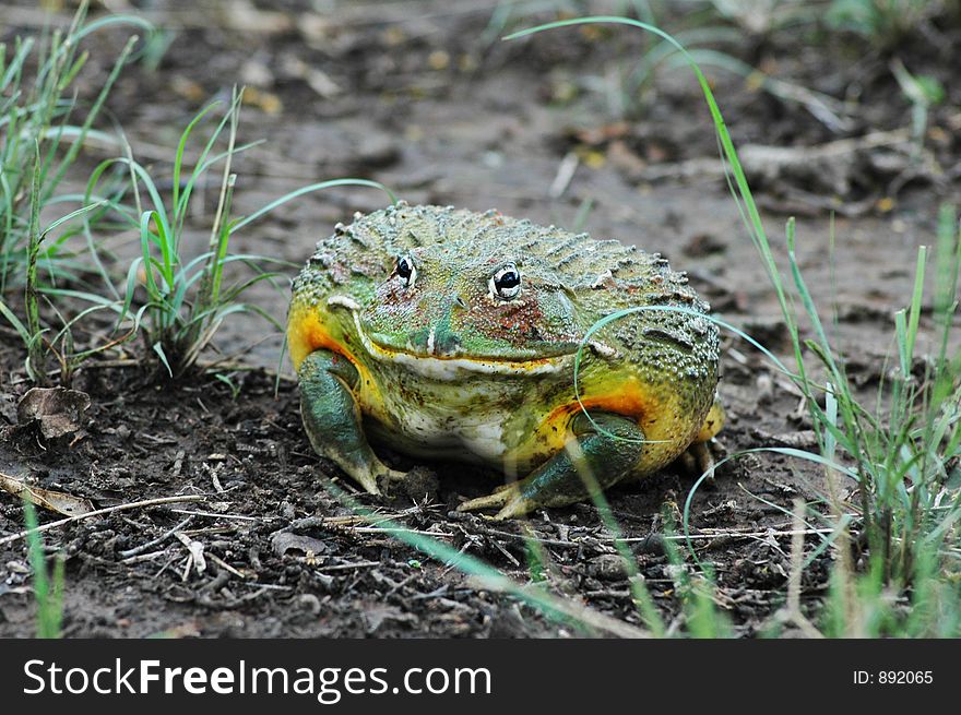 Huge bull frog on the dirt road