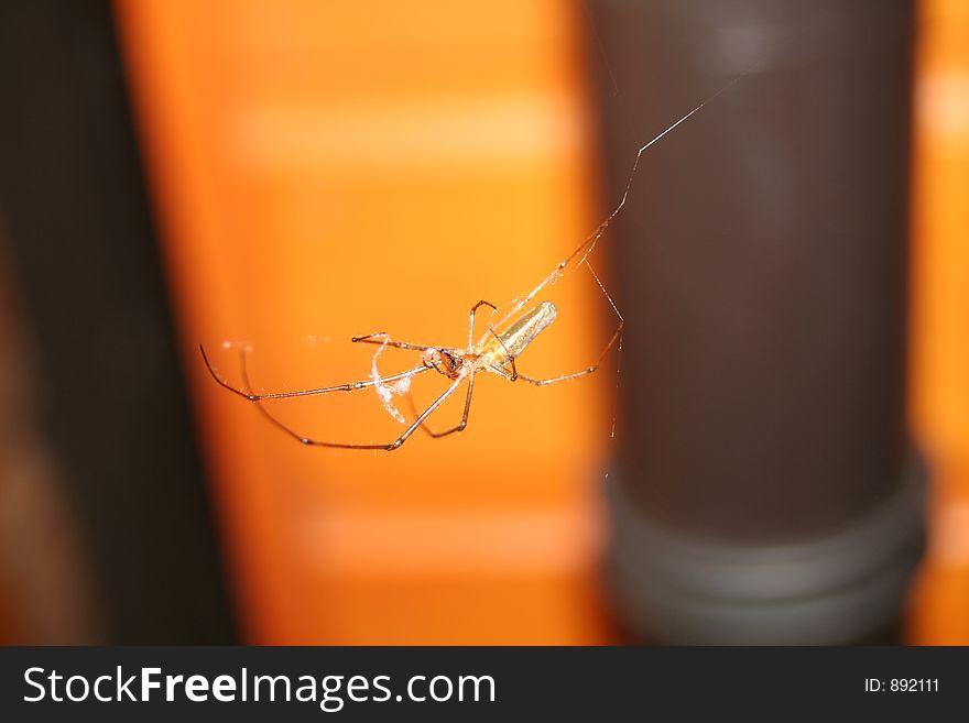 Closeup of a spider