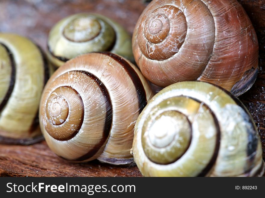 Snails composition
