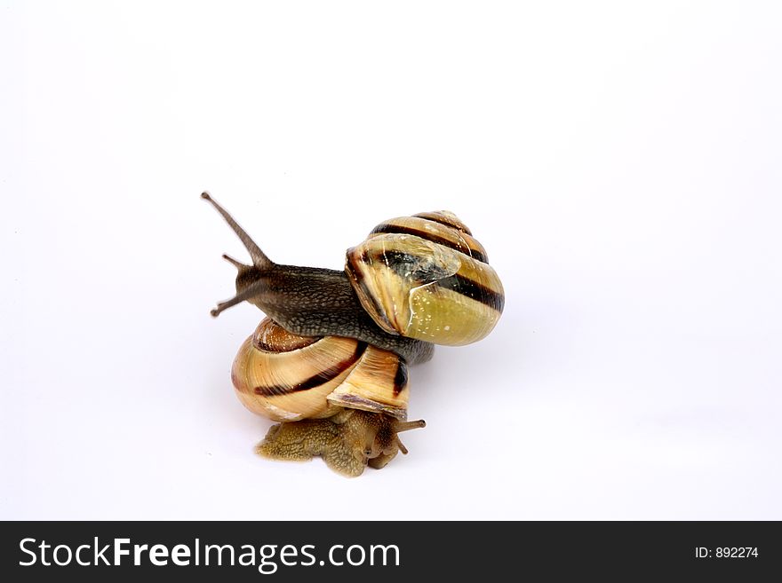 Snails