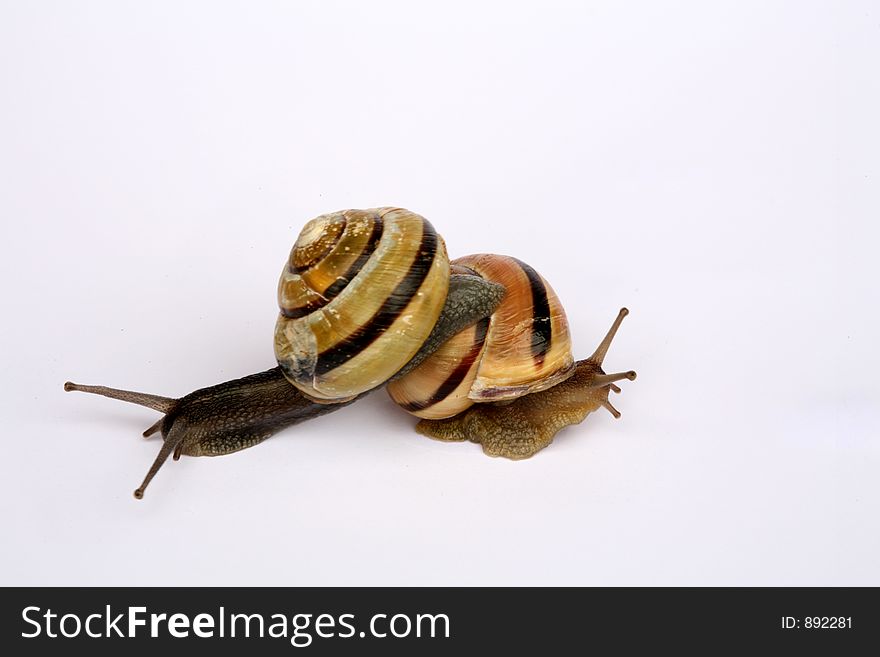 Snails