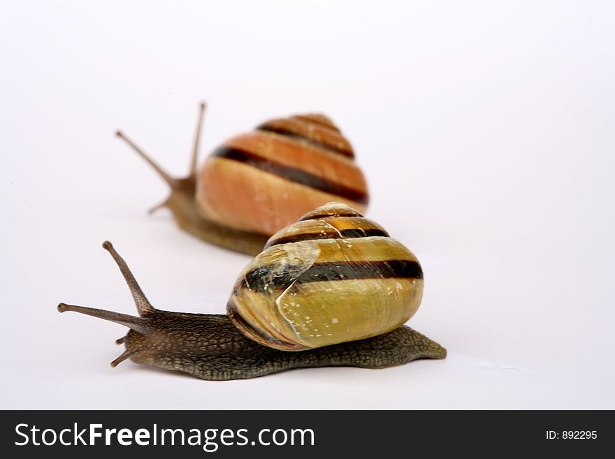 Snails composition