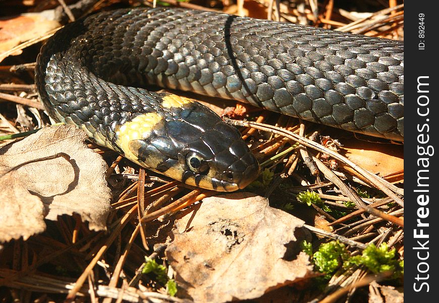 Grass-snake Natrix natrix