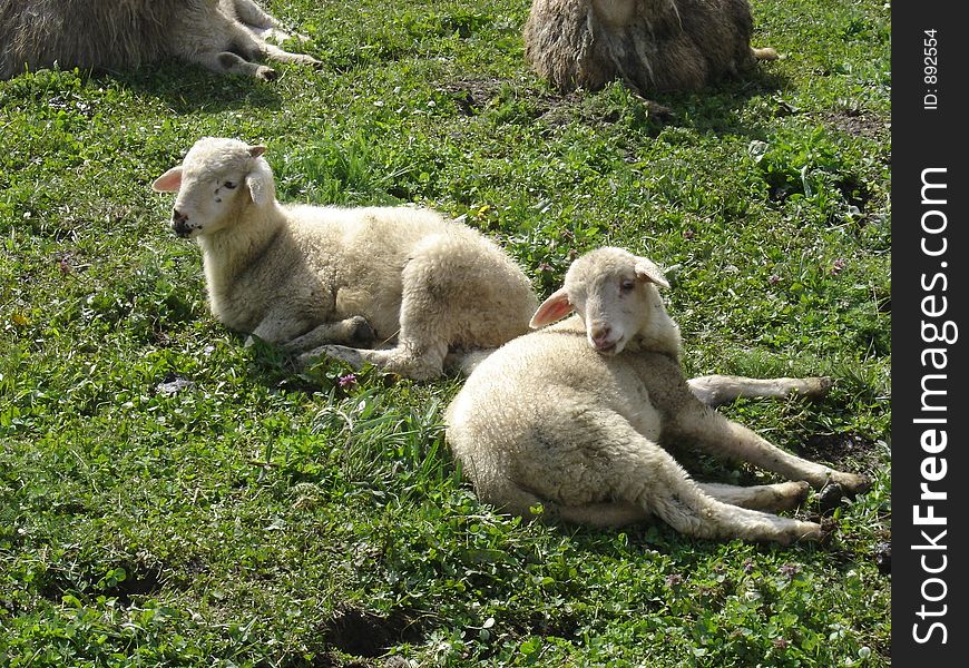 Lambs on mountain Prokletije in Montenegro