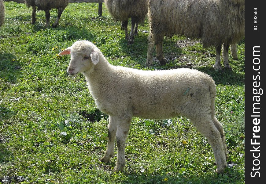 Lamb on the mountain Prokletije in Montenegro