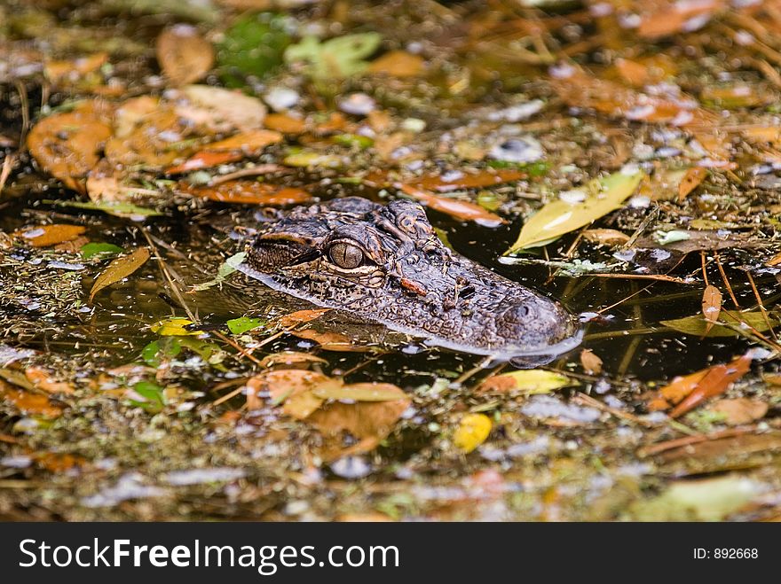 Gator In Leaves