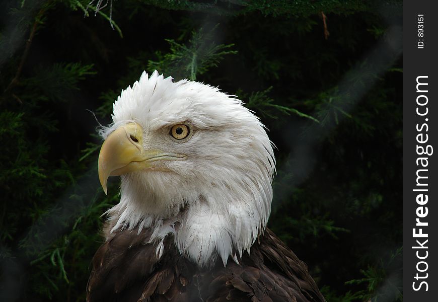 Magnificent eagle in all his glory