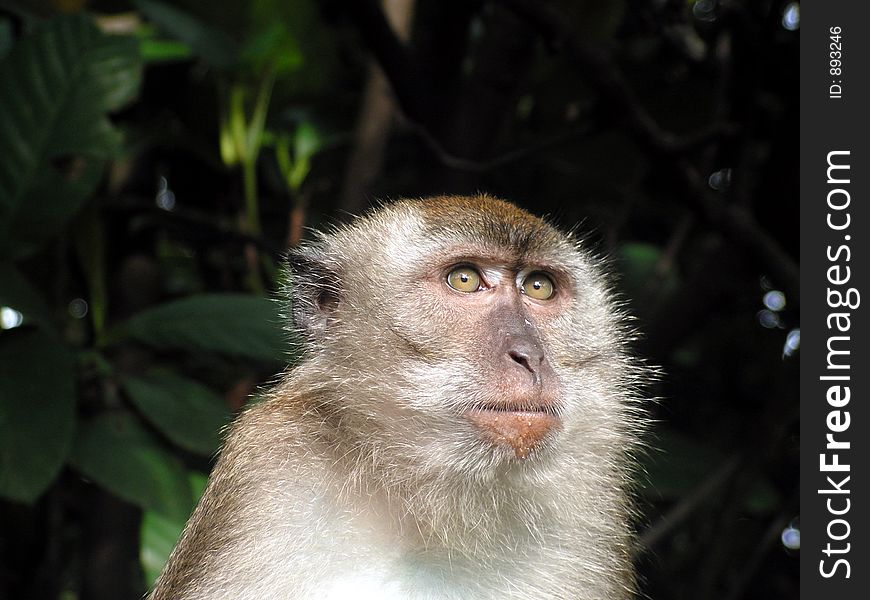 Long Tail Macaque Looking