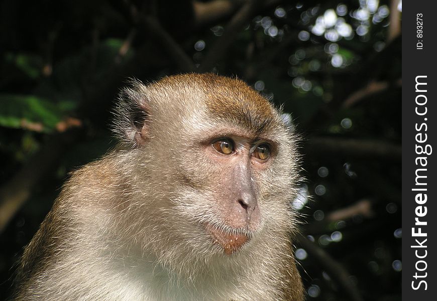 Long Tail Macaque Staring