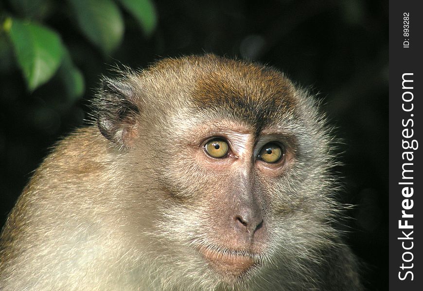 Taken at riverside road in singapore,  a questioning look from this long tailed macaque primate. Taken at riverside road in singapore,  a questioning look from this long tailed macaque primate