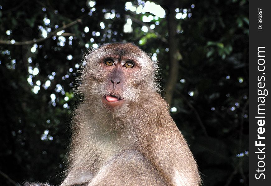 Monkey Poking Tongue Out