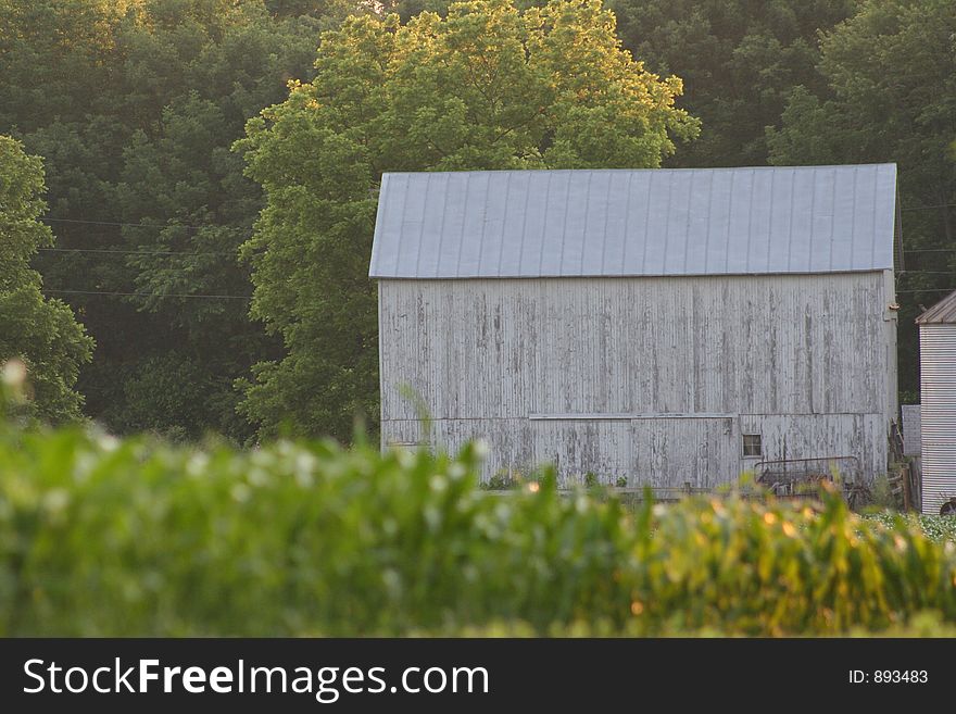 Barn In Cornfield