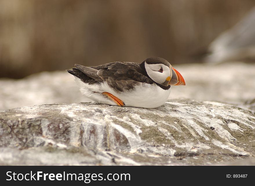 A Puffin