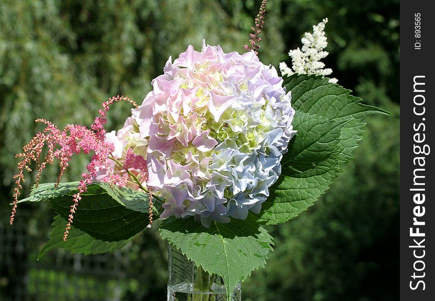 Close up of a hydrangea flower